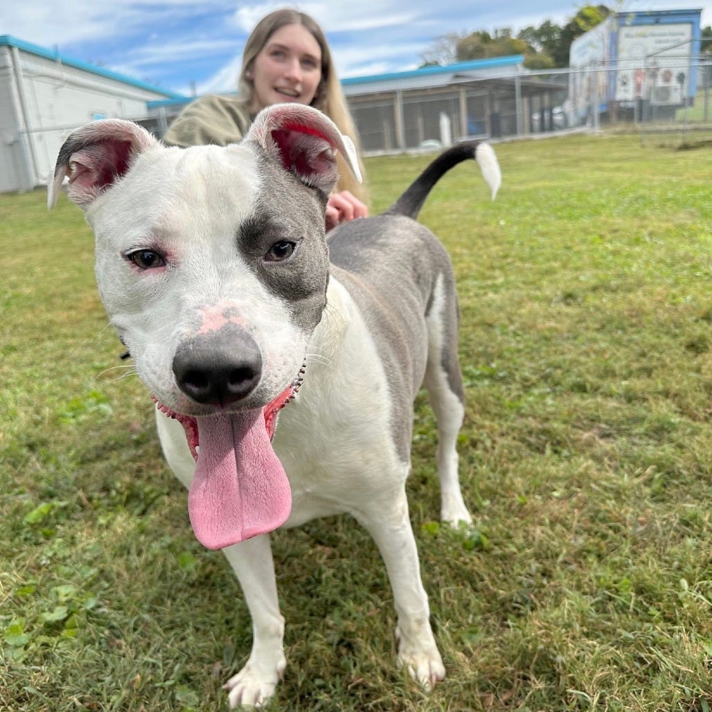 Photo of Hugo, adoptable Mixed Breed (Medium)