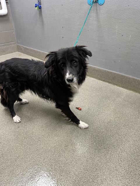 Photo of Frankie, adoptable Border Collie in Las Vegas, Nevada
