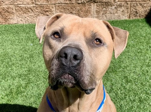 Photo of Sly, adoptable Pit Bull Terrier in Moreno Valley, California