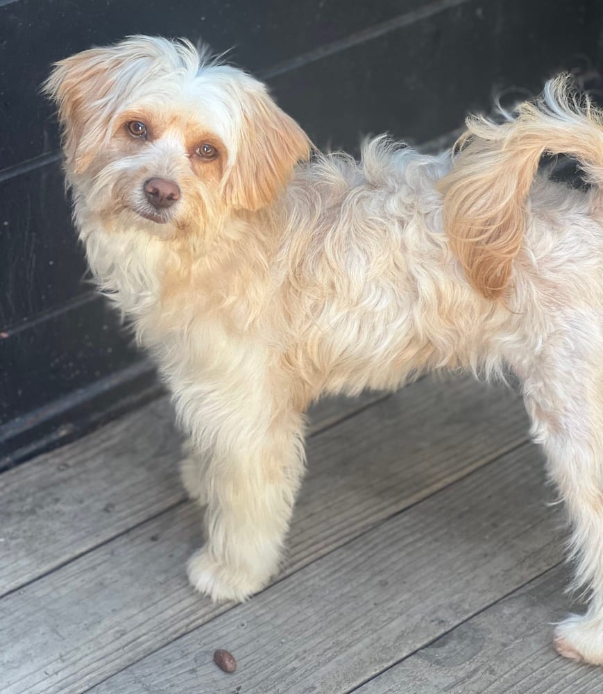 Photo of Cammie, adoptable Havanese in Dana Point, California
