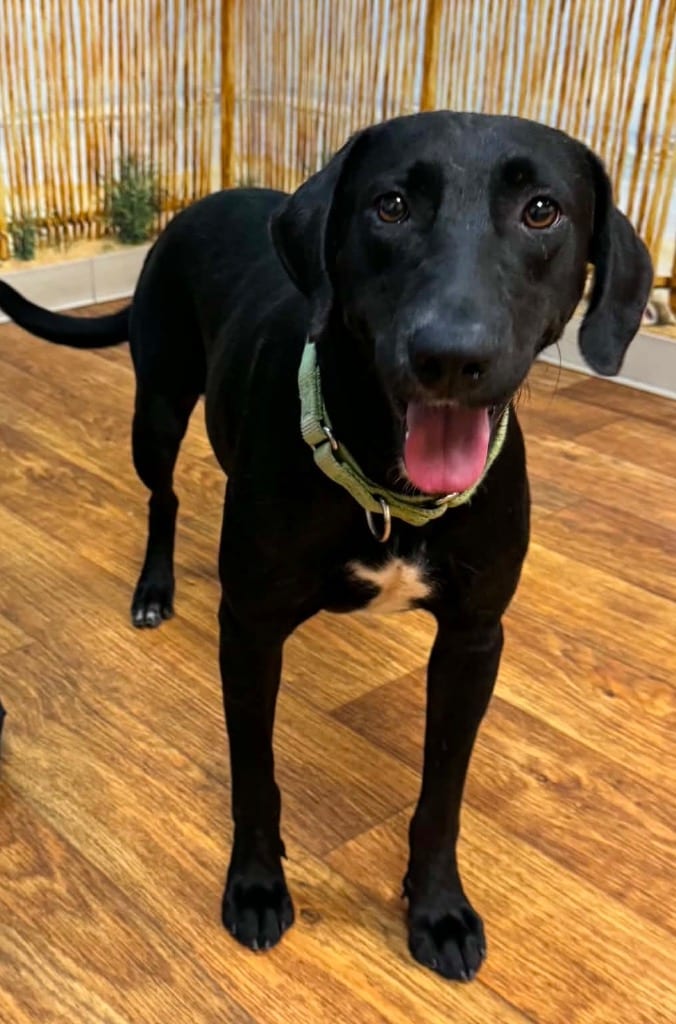 Photo of Raven, adoptable Mixed Breed in Ocala, Florida