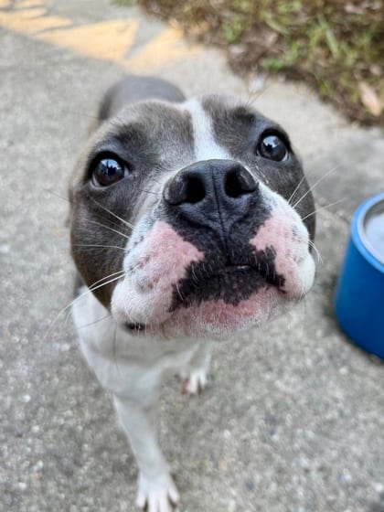 Photo of Mello, adoptable Terrier in New Orleans, Louisiana