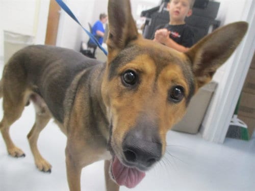 Photo of Scout, adoptable German Shepherd Dog in Ocala, Florida