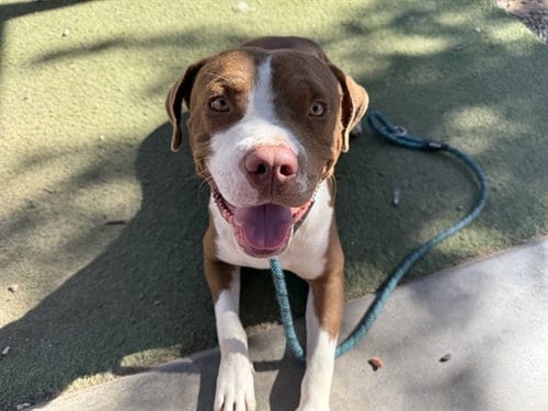 Photo of Plymouth, adoptable American Pit Bull Terrier in Phoenix, Arizona