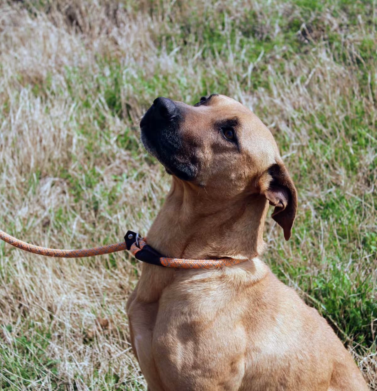 Photo of Callum, adoptable Black Mouth Cur in Jacksonville, Texas