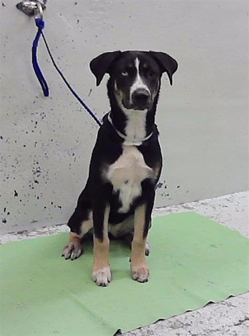 Photo of Luna, adoptable Staffordshire Bull Terrier in Houston, Texas