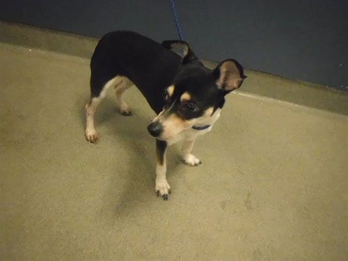 Photo of Freedom, adoptable Rat Terrier in Miami, Florida