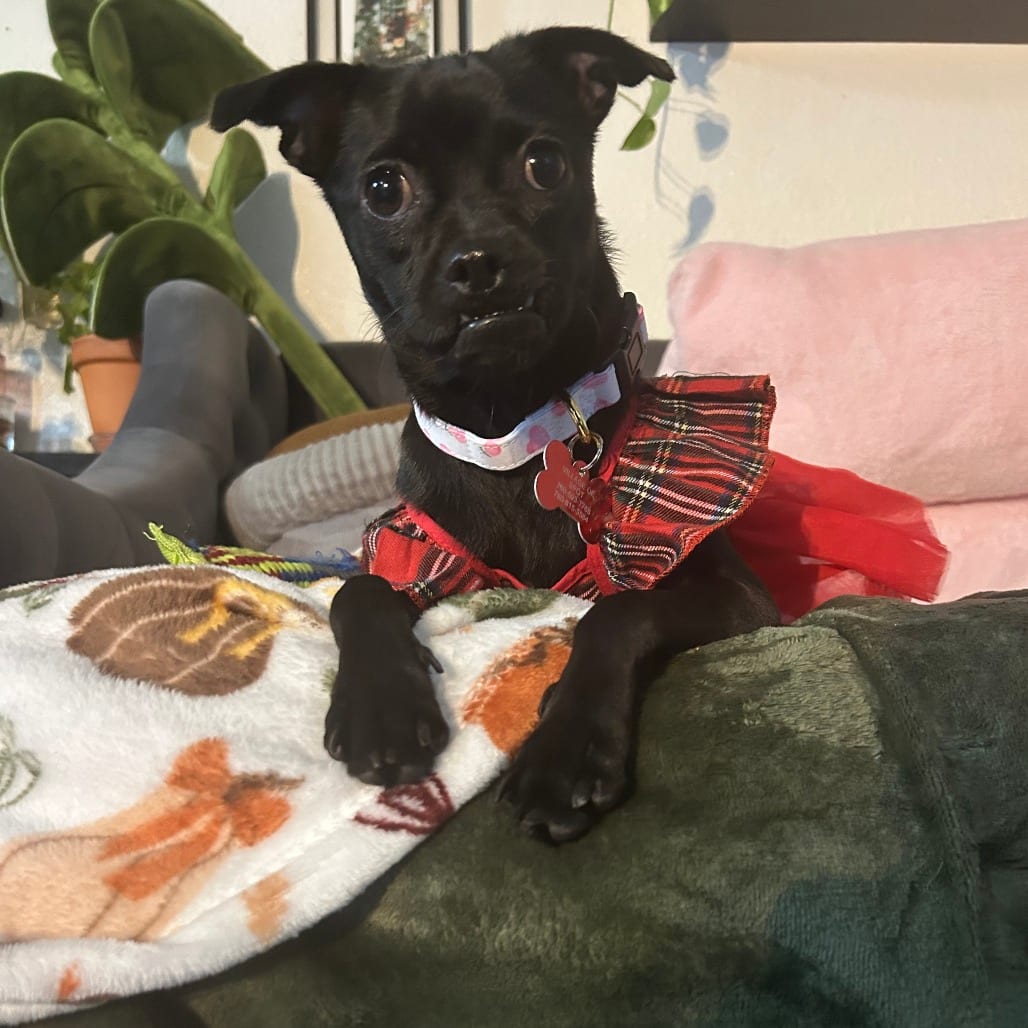 Photo of Trident, adoptable Pug / Chihuahua in Oceanside, California