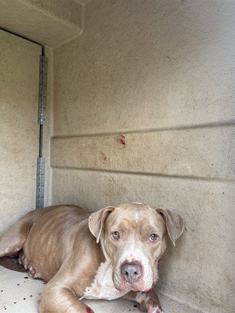 Photo of Penny, adoptable Pit Bull Terrier in Oklahoma City, Oklahoma