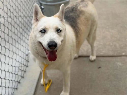 Photo of Daphne, adoptable Husky in Tulsa, Oklahoma