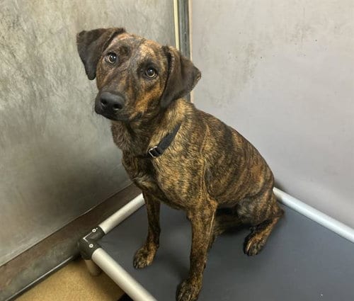 Photo of Tetra, adoptable Terrier in Martinez, California