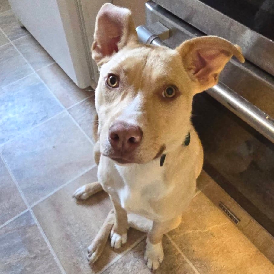 Photo of Buttercup, adoptable Mixed Breed (Medium) in Buffalo, Minnesota
