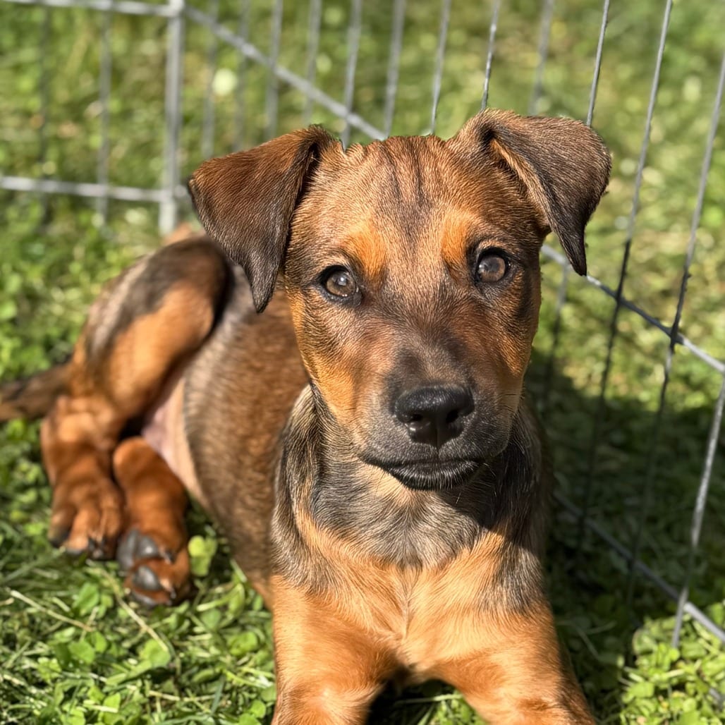 Photo of Dobby, adoptable Shepherd / Mixed Breed (Medium) in Pittsford, Vermont