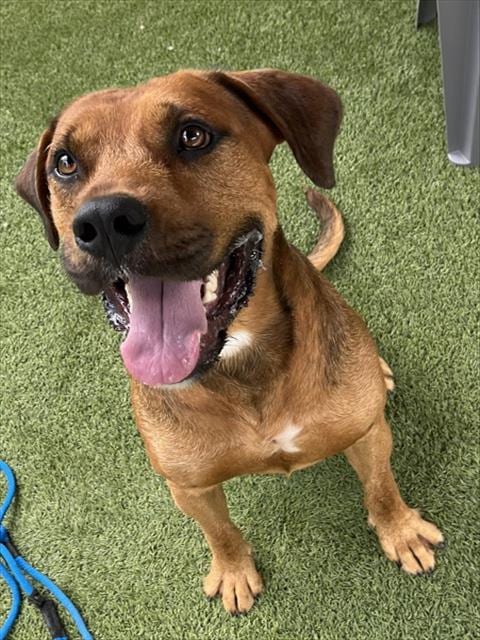 Photo of Colossus, adoptable American Staffordshire Terrier in Newton, North Carolina