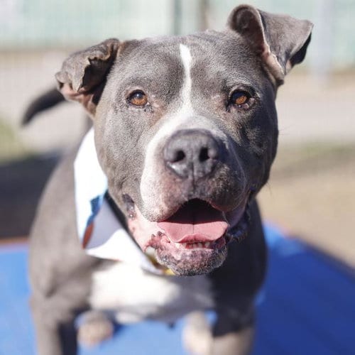 Photo of Maple, adoptable American Staffordshire Terrier in San Antonio, Texas