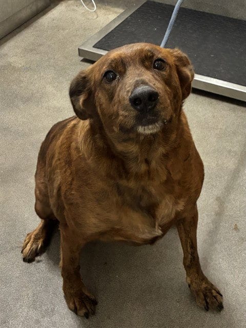 Photo of Averi, adoptable Plott Hound in Forestville, Maryland