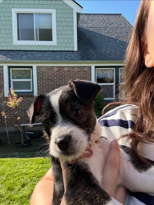 Photo of Delia, adoptable Terrier in Seattle, Washington