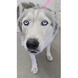 Photo of Calypso, adoptable Husky in San Bernardino, California
