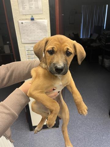 Photo of Kenzie, adoptable Black Mouth Cur in Ukiah, California