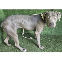Photo of Silvermist, adoptable Cane Corso American Pit Bull Terrier in Lancaster, California