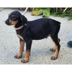 Photo of Fabian, adoptable Doberman Pinscher in Washington, District of Columbia