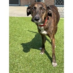 Photo of Wilma, adoptable Mixed Breed (Medium) in Baton Rouge, Louisiana