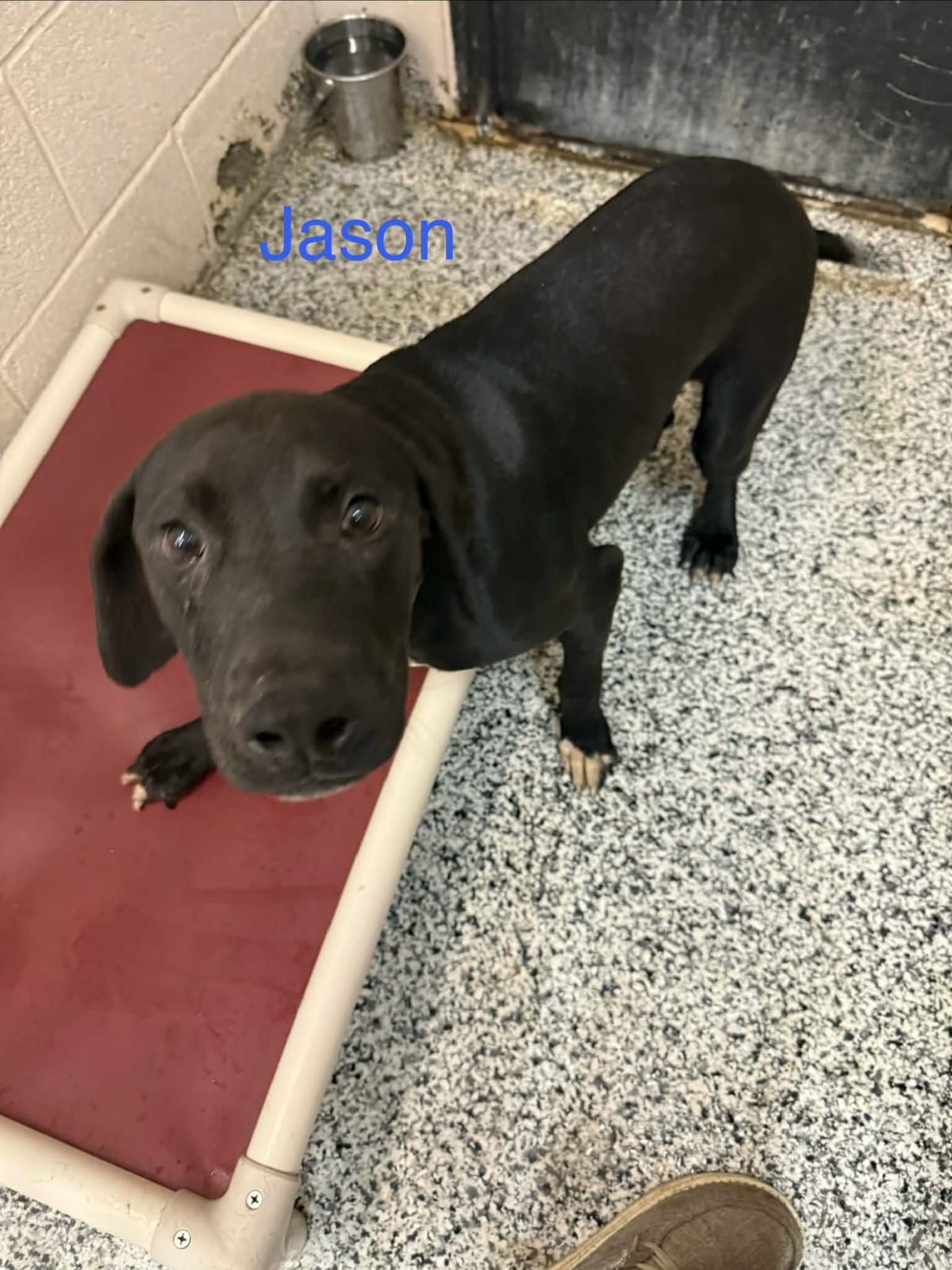 Photo of Jason, adoptable Pointer in Fayetteville, West Virginia