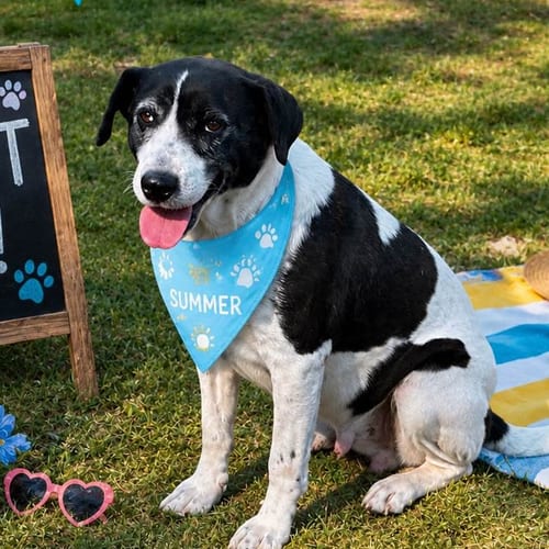 Photo of Elowen, adoptable Border Collie in Yardley, Pennsylvania
