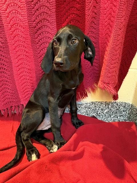 Photo of Daisy, adoptable Labrador Retriever in Boston, Massachusetts