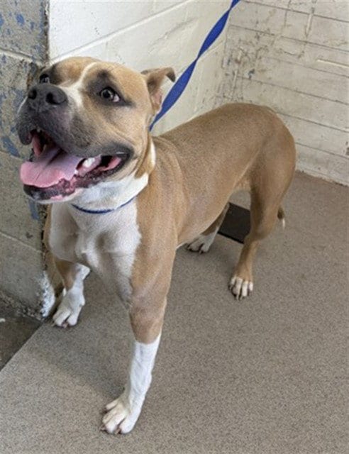 Photo of Trixie, adoptable Pit Bull Terrier in San Bernardino, California