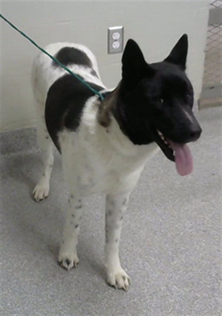 Photo of A188222, adoptable Akita in Pasadena, Texas