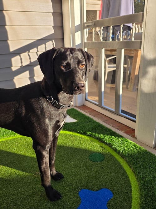 Photo of Piper, adoptable Labrador Retriever in Carrollton, Virginia