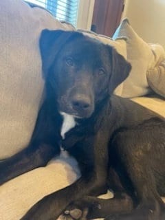 Photo of Bear, adoptable Labrador Retriever in Candler, North Carolina
