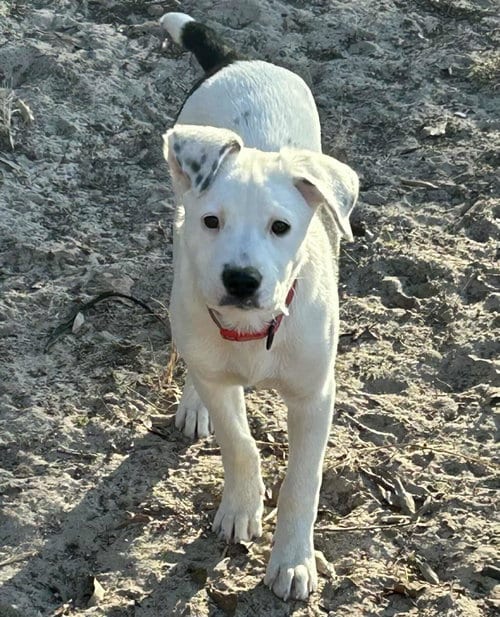 Photo of Izzabell, adoptable Mastiff in Princeton, Minnesota