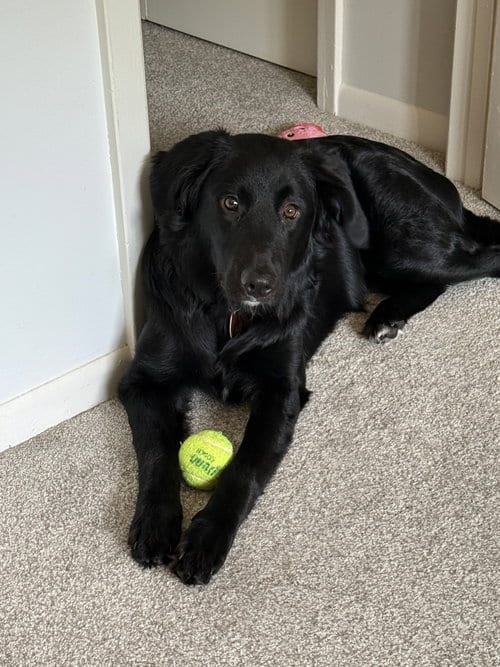 Photo of Tag, adoptable Golden Retriever in Hillside, Illinois