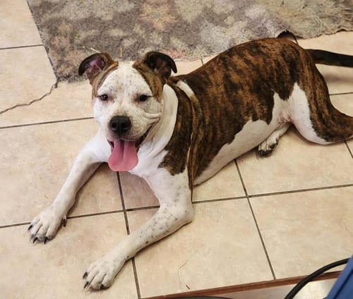 Photo of Sarge, adoptable American Bulldog in Tracy City, Tennessee