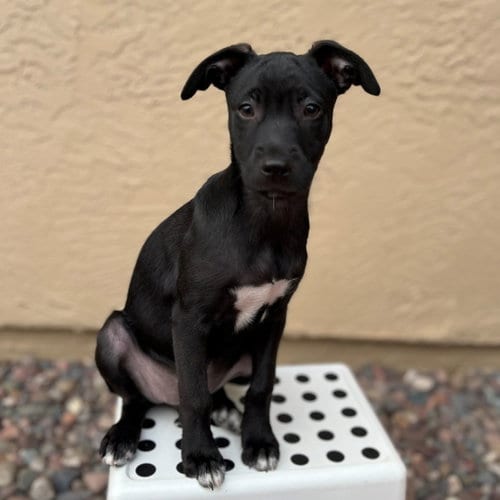 Photo of Sally, adoptable Unknown breed in Rancho Santa Fe, California