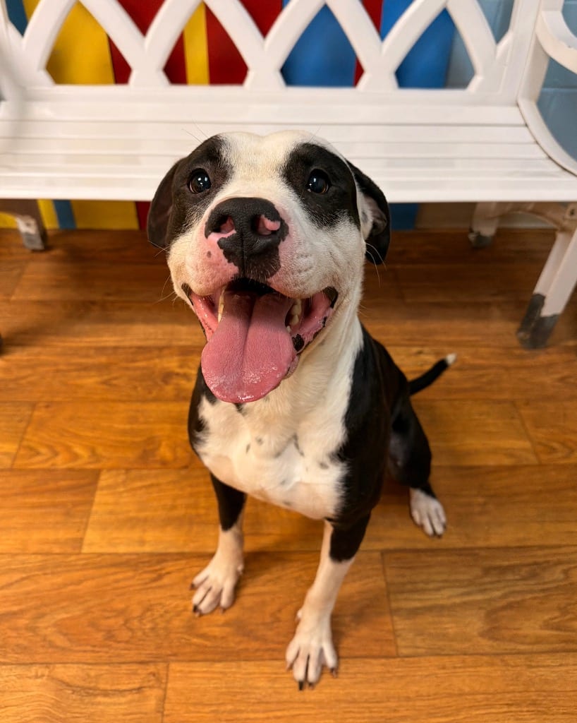 Photo of Panda Bear (Atticus), adoptable Mixed Breed in Ocala, Florida