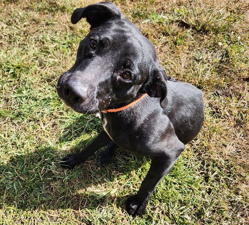 Photo of Nocha, adoptable Labrador Retriever in Springfield, Massachusetts
