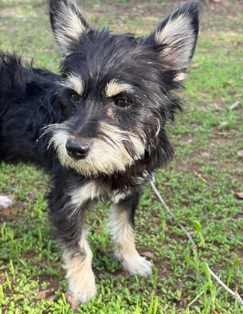 Photo of SPONSOR ME - Artie, adoptable Yorkshire Terrier Yorkie in Grafton, Wisconsin