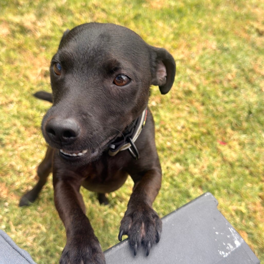 Photo of Mack, adoptable Terrier in Oceanside, California