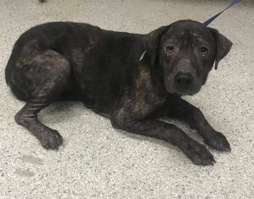 Photo of Coleman, adoptable Pit Bull Terrier in Conroe, Texas