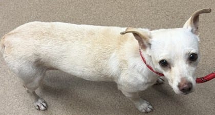 Photo of Strategious, adoptable dog in Chamblee, Georgia