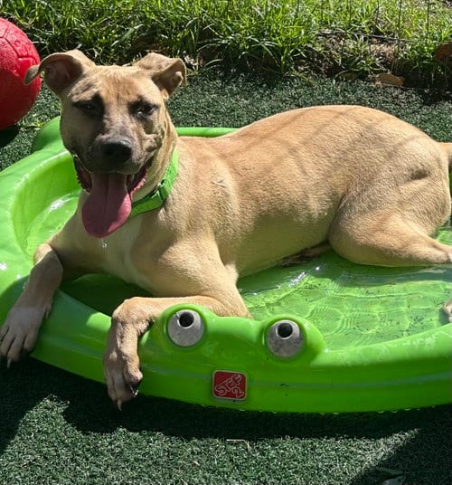 Photo of Chamois, adoptable Hound in Royal Palm Beach, Florida