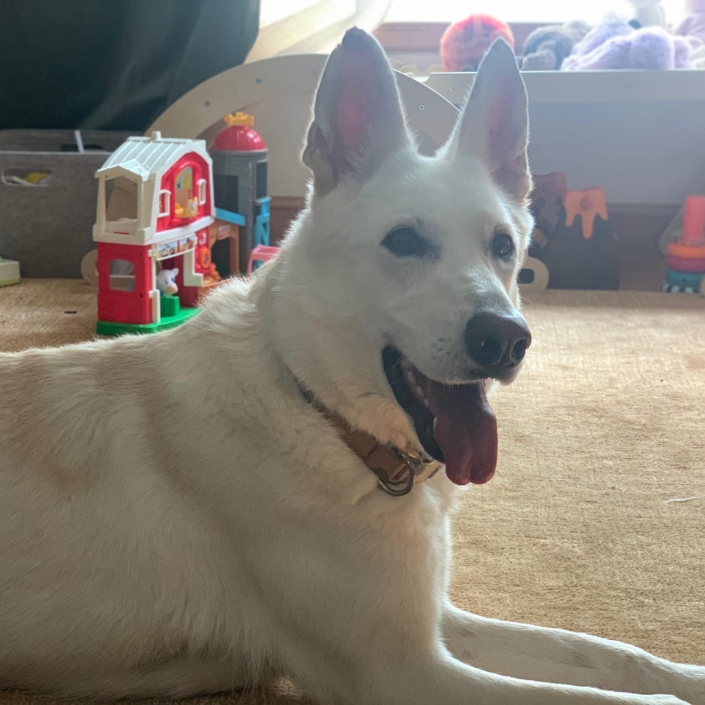 Photo of Opal D11948, adoptable Shepherd, German / Shepherd, White German in Princeton area, Minnesota