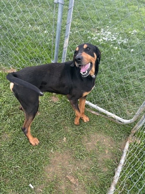 Photo of Bear, adoptable Hound in Lewisburg, West Virginia