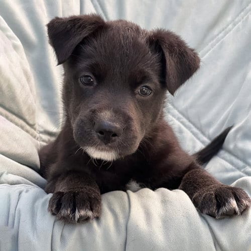 Photo of Chess Pup - Bishop, adoptable Wirehaired Fox Terrier in San Diego, California