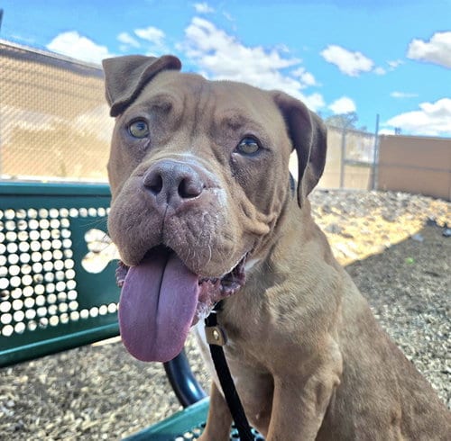 Photo of Sweets, adoptable Mastiff in Albuquerque, New Mexico