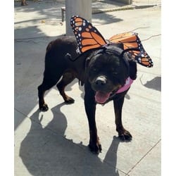 Photo of Olga, adoptable Rottweiler in Lancaster, California