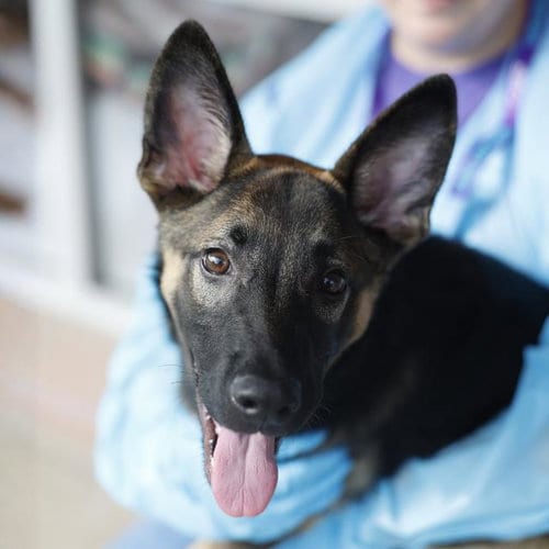 Photo of Zelda, adoptable German Shepherd Dog in San Antonio, Texas
